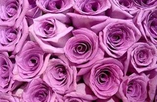 100 Lavender Roses From South America (Wholesale) | 22-inch Stems | 100 Stems | Weddings, Anniversaries, or Party Decorations