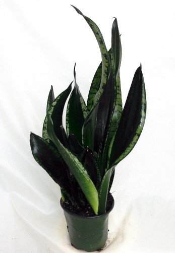 'Whitney' Snake Plant - Sanseveria - Almost Impossible to kill - 4
