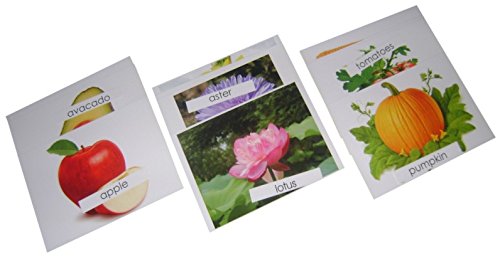 Kido Montessori Materials - Botany - Large pictures of fruits, flowers and Veg: 15 pics