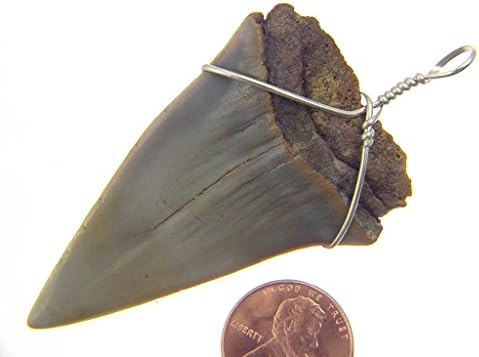 Sterling Silver Hand Wire Wrapped Fossilized Mako Shark Tooth with SP chain necklace 2570P h