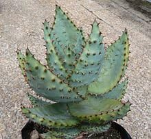 Amazon Co Jp 多肉植物 種子 Aloe Marlothiiアロエ マルロシー 鬼切丸 不思議な色に紅葉する美アロエ 種子５粒 並行輸入品 Diy 工具 ガーデン