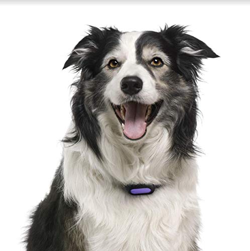 PETBLE Dog Cat Pet Smart Tag Tracker - Portable Bluetooth Wireless 4.0 Lightweight, Waterproof, Compatible with Multiple Smart Devices 24/7 Activity Monitor Pet Health Tracker for IOS Android (Yellow)