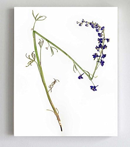Larkspur Fine Art Botanical Print - Pressed Flower Art - Herbarium Print - Pressed Purple Floral Art Print - Unframed