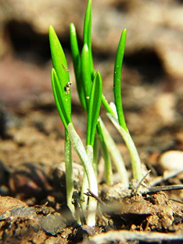 Wild Garlic Seeds Ramsons Buckrams Wood Garlic Lear Leek Herb About 80 Seeds