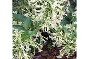 30 Night Blooming Jasmine Plant Seeds : Seeds in The Packet