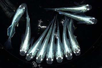 Amazon めだか 螺鈿光スーパーブルー 光体系 3ペア 秋めだか 観賞魚 水中生物 通販