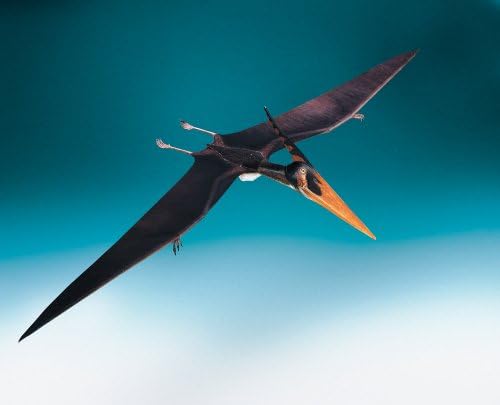 Schreiber-Bogen Cardboard Model Pterosaur Pteranodon ingens