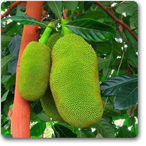 Mphmi Jack Fruit Plant, Kathal, Artocarpus Heterophyllus ( Grown Through ) - Plant