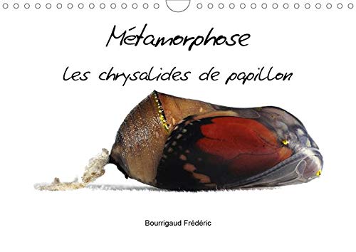 Métamorphose les chrysalides de papillon (Calendrier mural 2020 DIN A4 horizontal): Macrophotographie de chrysalides (Calendrier mensuel, 14 Pages ) (CALVENDO Nature) (French Edition) by Bourrigaud Frédéric
