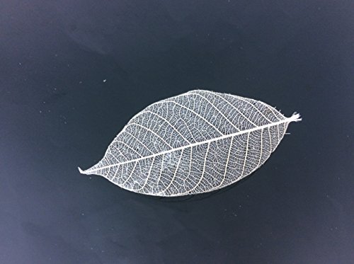 Skeleton Leaves 2.50 Inch 100 pcs Natural Rubber Leaves Special Size - Thumbnail 3