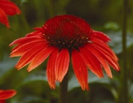 25+ Ruby Red Echinacea Equinácea/Larga duración Semillas perenne ...
