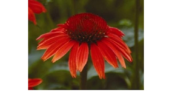 25+ Ruby Red Echinacea Equinácea/Larga duración Semillas perenne ...
