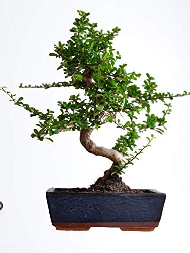 Abana Homes Bonsai Plants for Home Indoor Live - 9 Yrs Old Carmona Bonsai Tree