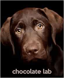 Get Chocolate Lab A Gift Journal For People Who Love Dogs Chocolate HD Get Wallpaper Chocolate Lab A Gift Journal For People Who Love Dogs Chocolate Free HD