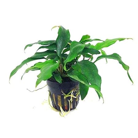 Premier Plants Aquarium LIVE Plants - Anubias minima