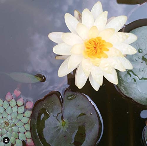 image for Taali Tikka Masala Water Lily Pops (4-Pack) - Savory Flavor from India