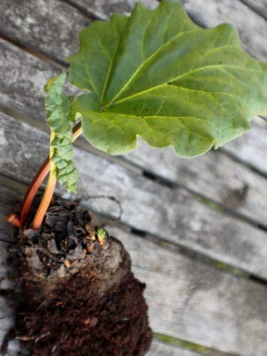 Plants - 3 Live 3-6" inch Seedlings Rhubarb Victoria Great Fresh or Jam Pie Sauce! by TricaStore