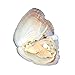 Nameo Wholesale 10pcs Akoya Oysters with Cultured Oval Pearls Inside Birthday Gifts (7.5-8mm)