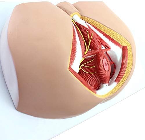 Qian4 1 1 Life Size Male Perineal Model Vascular Nerve Pelvic