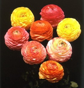 Pastel Ranunculus - 10 Bulbs - Size 7+cm Pastel Ranunculus - 10 Bulbs - Size 7+cm
