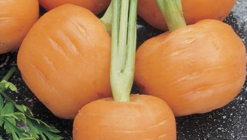 200+ Carrot Seed: Thumbelina Carrots Fresh Seed