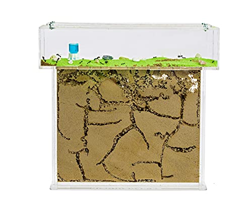 AntHouse Model T Ant Farm