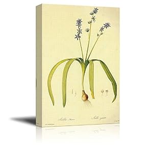 Scientific Illustration of a Flower Scilla Amoena by...