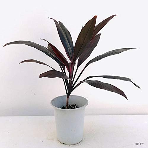 Amazon コルディリネ アイチアカ 4号鉢植え コルジリネ 愛知赤 アカドラセナ 栽培キット オンライン通販