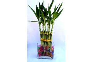 JM BAMBOO 1 Set (6 Stalks) of Lucky Bamboo Straight Arrangement in a Galss Vase for Feng Shui or Gifts