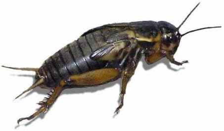 Swell Reptiles Livefood Black Crickets - Stand / Large