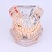Tooth Model, Disease Teaching Study Adult Typodont Demonstration Teeth Model New