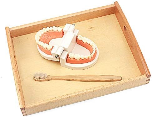 QLL Toddler Montessori Practical Life Simulated Tooth Toy Brushing Tooth Aids Real Wood Brush with Tray Preschool Toys for Children