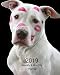 2019 Weekly and Monthly Planner: White Pitbull with Lipstick Daily Organizer -To Do -Calendar in Rev by All In A Day
