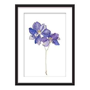 Framed Wall Art - Hand Dranw Purple Plant Flowers - Giclee Printed Art in Black Picture Frames White Matting - 23x31 inches