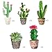 Cactus Hanging Ceiling Swirl Decoration(30Pcs Fully-Assembled),Fiesta Party Supplies Cactus Swirls Birthday Party Decorations,Mexican Fiesta Ceiling Decor,Birthday Baby Shower Favor Supplies Decor