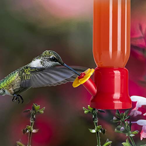Orientools Hummingbird Feeder With 2 Window Mount Suction Cup