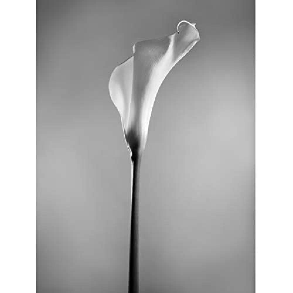 Wee Blue Coo Flower Black And White Calla Lily Art Print Canvas Premium Wall Decor Poster