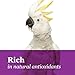 F.M. Brown's Tropical Carnival Natural Mixed Coated Peanuts for Medium to Large Parrots, Cockatoos, and Macaws, 3.5-oz Bag - Training Treat with Natural Antioxidants from Berries and Veggies