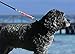 JERK-EASE BUNGEE DOG LEASH EXTENSION – Patented Shock Absorber Attachment Protects You and Your Dogs – Works with ANY Leash & Collar or Harness – a MUST for Retractable Leashes – PICK SIZE/COLOR BELOW