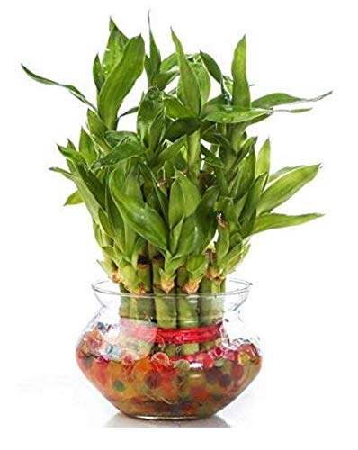 PHORE 2 Layer Lucky Bamboo Plant in Beautiful Glass Pot with Coloured Jelly Balls