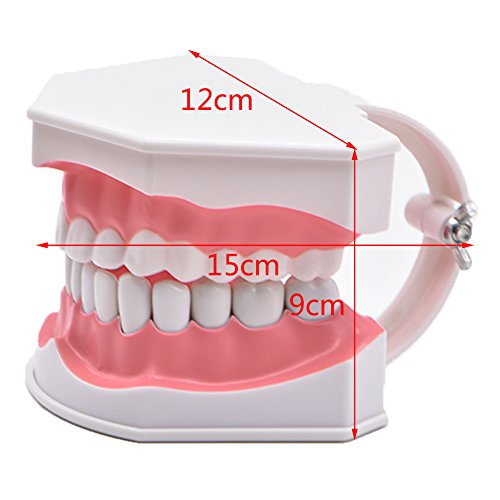 Wecando Dental Tooth Brushing Model for Teaching Demo Equipment with Removable Lower Teeth Educational Materials Dentist Tool