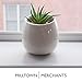 Milltown Merchants Succulent Wall Planters – Wall Vases – Black Ceramic Wall Mounted Planters – Succulent Plant Pots – Hanging Vases for Living Wall (4 Pack/Modern/White)thumb 3