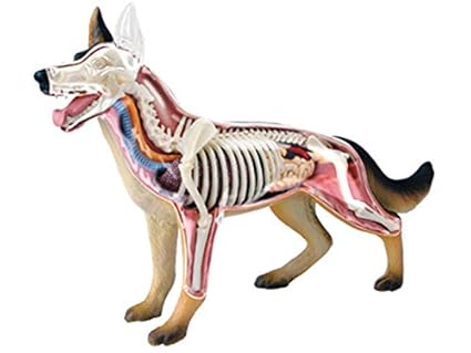 Internal Anatomy Of A Dog - Anatomy Drawing Diagram