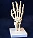 Wellden Cranstein A-324 Hand Skeleton Anatomy Model