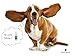 All Natural Dog Ear Cleaner - Gentle, Soothing Drops Help Prevent Itching, Mites & Infection | Premium Quality, Large 8 Oz. Size, Made & Sold in USA by Brave Beagle