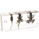 Life Cycle of a Frog in Acrylic Block