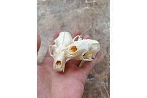 FGRID Animal Specimen Real Animal Skull Specimen Taxidermy Cleaned Skull Collection Fox, cat, Mink, Crocodile, Dog, Raccoon, Snake, Rabbit, Goat ，Muskrat，Nutria，Fox's paw (2pcs,Mink)