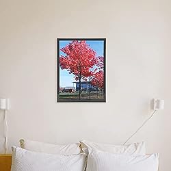 Medog 11x14 Picture Frame Black Set of 2 Display