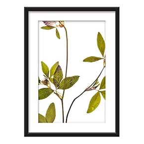 Framed Wall Art - Plant Specimen - Giclee Printed Art in Black Picture Frames White Matting - 23x31 inches