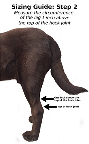 Labra Co. Dog Canine Rear Leg Hock Joint Wrap Protects Wounds as They Heal Compression Brace Heals and Prevents Injuries and Sprains Helps Arthritis (Medium)